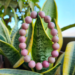 Rhodochrosite Bracelet